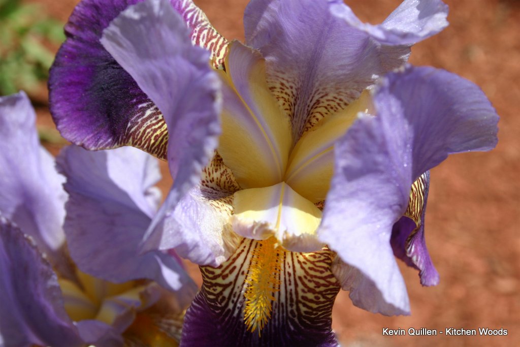 Purple Iris  - #4